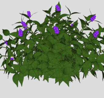 紫色开花灌木植物SU模型下载_sketchup草图大师SKP模型