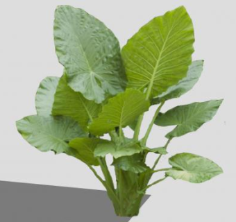 海芋属热带草本SU模型下载_sketchup草图大师SKP模型