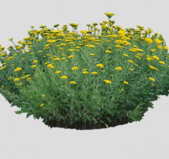 蓍属灌木植物SU模型下载_sketchup草图大师SKP模型