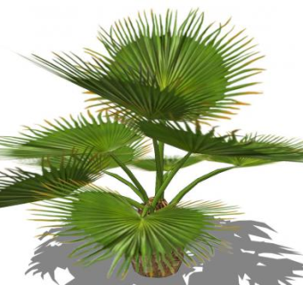大型掌叶棕榈树SU模型下载_sketchup草图大师SKP模型