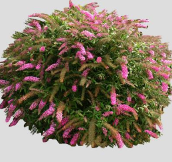 醉鱼草属植物SU模型下载_sketchup草图大师SKP模型