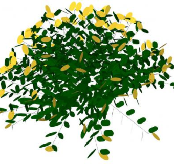 金丝桃属植物SU模型下载_sketchup草图大师SKP模型