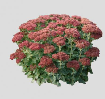 景天属开花灌木SU模型下载_sketchup草图大师SKP模型