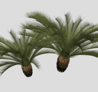 2棵观赏棕榈树SU模型下载_sketchup草图大师SKP模型