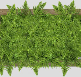 木板植物蕨类种植SU模型下载_sketchup草图大师SKP模型