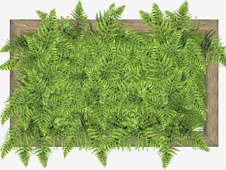 木板植物蕨类种植SU模型下载_sketchup草图大师SKP模型