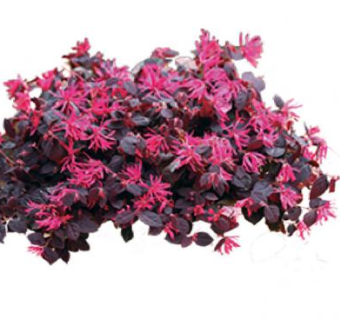 檵木属植物SU模型下载_sketchup草图大师SKP模型