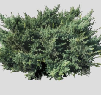 2D常绿灌木SU模型下载_sketchup草图大师SKP模型