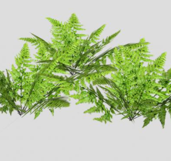 多株常绿蕨类植物SU模型下载_sketchup草图大师SKP模型