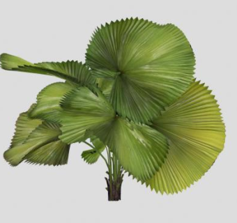 大型观叶常绿植物SU模型下载_sketchup草图大师SKP模型