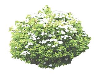白色绣线菊灌木植物SU模型下载_sketchup草图大师SKP模型