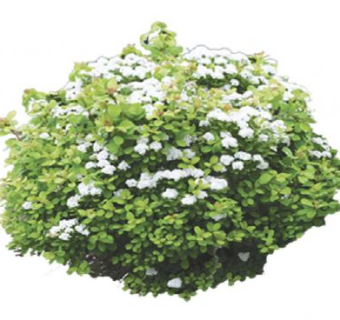 白色绣线菊灌木植物SU模型下载_sketchup草图大师SKP模型