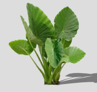 有绿树成荫的植物SU模型下载_sketchup草图大师SKP模型