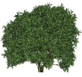 常绿灌木树木SU模型下载_sketchup草图大师SKP模型