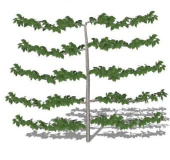 横状树枝乔木树木SU模型下载_sketchup草图大师SKP模型