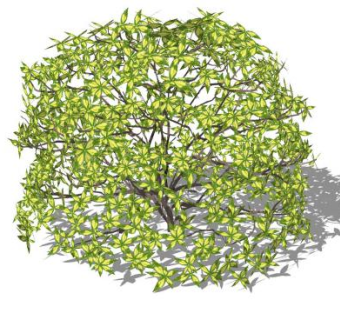 桃叶珊瑚属灌木SU模型下载_sketchup草图大师SKP模型