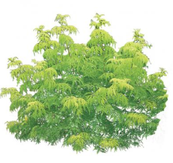 接骨木属灌木植物SU模型下载_sketchup草图大师SKP模型