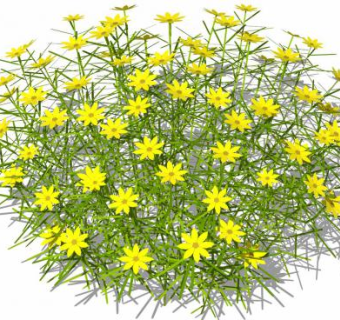 轮叶金鸡菊植物SU模型下载_sketchup草图大师SKP模型