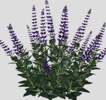 鼠尾草植物SU模型下载_sketchup草图大师SKP模型