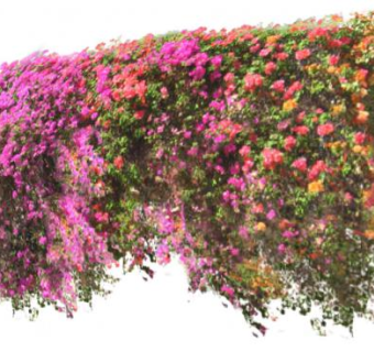 墙壁上的开花藤蔓植物下载_sketchup草图大师SKP模型