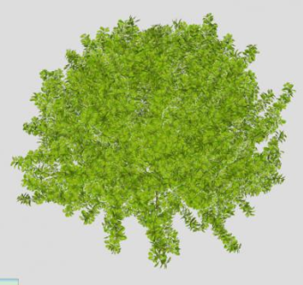 多年生常绿灌木SU模型下载_sketchup草图大师SKP模型
