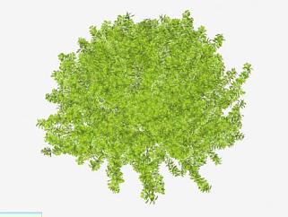 多年生常绿灌木SU模型下载_sketchup草图大师SKP模型
