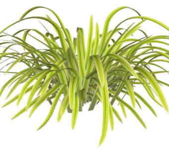 麦冬常绿草本SU模型下载_sketchup草图大师SKP模型