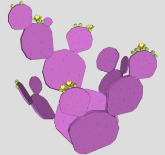 沙漠圣丽塔仙人掌果SU模型下载_sketchup草图大师SKP模型