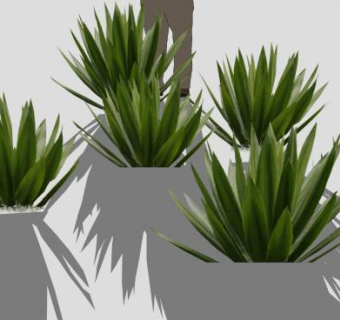 多棵龙舌兰植物SU模型下载_sketchup草图大师SKP模型