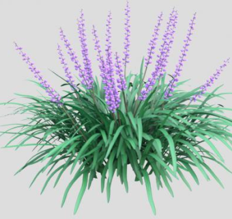 花葶冬麦草本植物SU模型下载_sketchup草图大师SKP模型