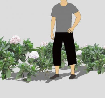 2D绣球花开花植物SU模型下载_sketchup草图大师SKP模型