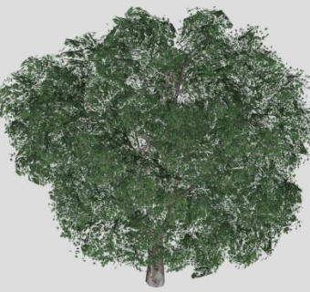 常绿阔叶乔木SU模型下载_sketchup草图大师SKP模型