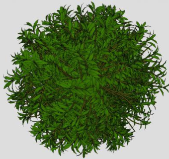 圆形绿叶木本灌木SU模型下载_sketchup草图大师SKP模型