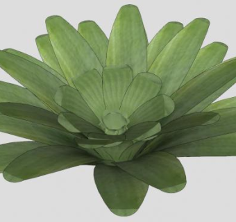 凤梨科草本植物SU模型下载_sketchup草图大师SKP模型