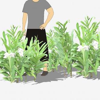 野姜花植物SU模型下载_sketchup草图大师SKP模型