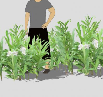 野姜花植物SU模型下载_sketchup草图大师SKP模型