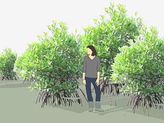 多棵红树属植物SU模型下载_sketchup草图大师SKP模型