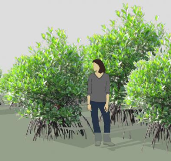 多棵红树属植物SU模型下载_sketchup草图大师SKP模型