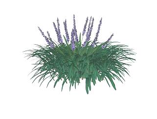 紫色花葶<em>麦冬</em>植物SU模型下载_sketchup草图大师SKP模型