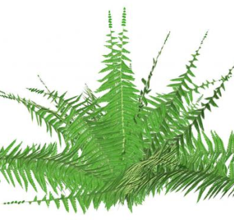 落叶蕨类植物SU模型下载_sketchup草图大师SKP模型