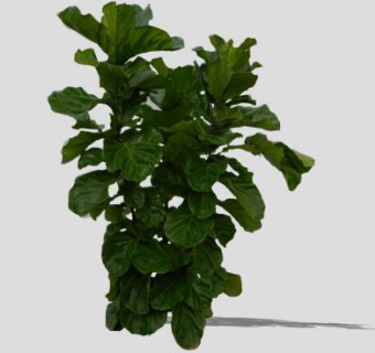 热带榕属植物SU模型下载_sketchup草图大师SKP模型