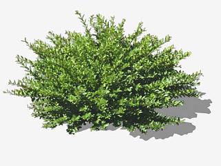 2D常绿木本植物SU模型下载_sketchup草图大师SKP模型