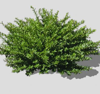 2D常绿木本植物SU模型下载_sketchup草图大师SKP模型