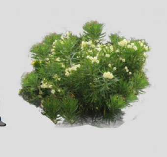 夹竹桃开花灌木SU模型下载_sketchup草图大师SKP模型