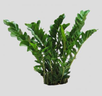 雪铁芋植物SU模型下载_sketchup草图大师SKP模型