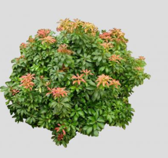 马醉木常绿灌木SU模型下载_sketchup草图大师SKP模型