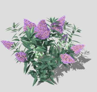醉鱼草植物SU模型下载_sketchup草图大师SKP模型