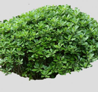 海桐花属常绿灌木SU模型下载_sketchup草图大师SKP模型