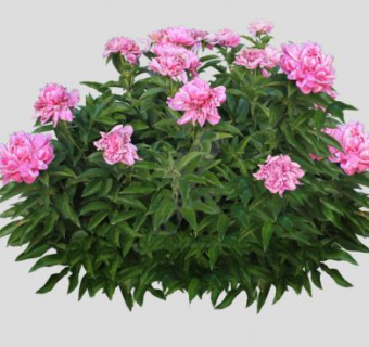 粉色牡丹灌木植物SU模型下载_sketchup草图大师SKP模型