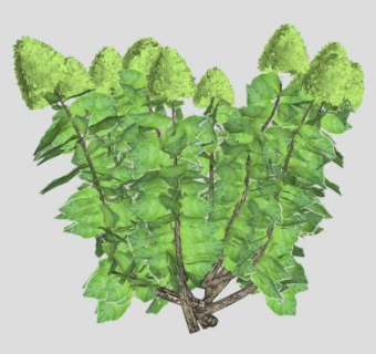 绣球花落叶灌木SU模型下载_sketchup草图大师SKP模型